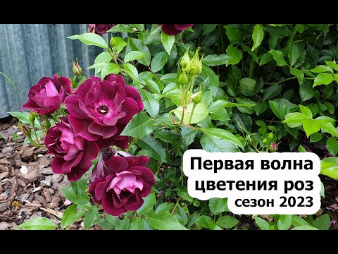 Видео: Первая волна цветения роз, сезон 2023 - часть 1 | Обзор 78 сортов роз