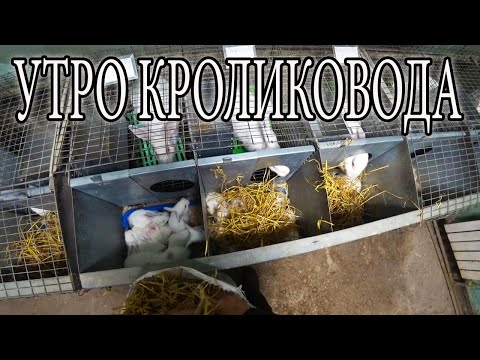 Видео: УТРО НА ФЕРМЕ