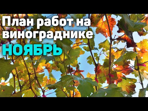 Видео: План работ на винограднике - НОЯБРЬ 2025  🍁