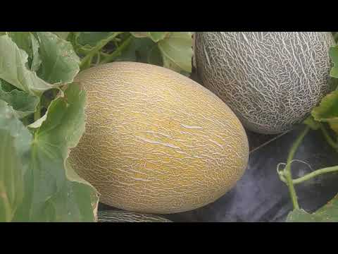 Видео: Арбузы и дыни на 25 июля. Нижегородская область Семеновский район