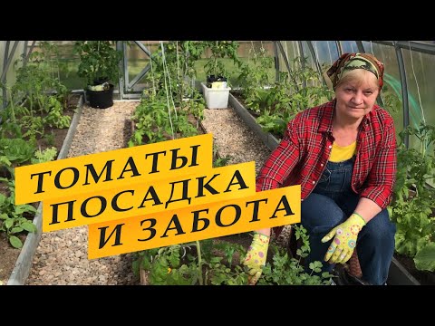 Видео: Посадила томаты в теплицу. Что добавила в лунки, дальнейший уход.