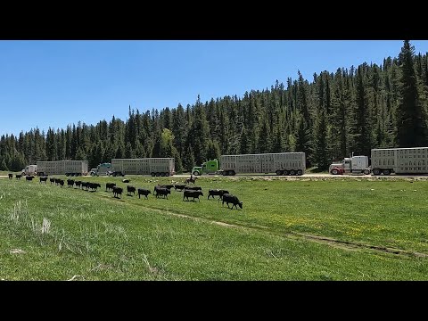 Видео: Перегон коров на горные пастбища