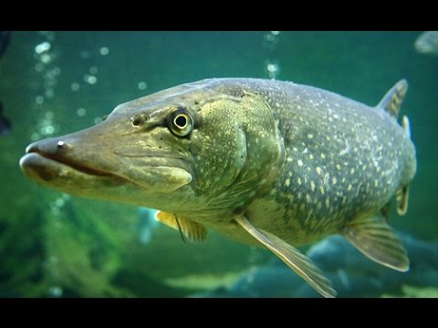 Видео: Қазақстан шортан балық аулау