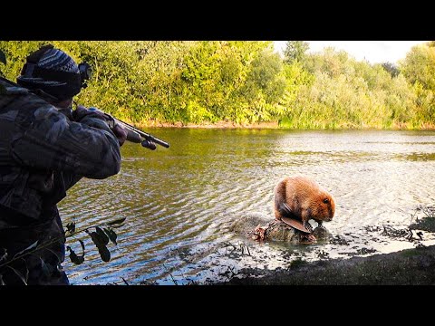 Видео: ОХОТА НА БОБРА С ДРОБОВИКОМ. Сплавляюсь по реке
