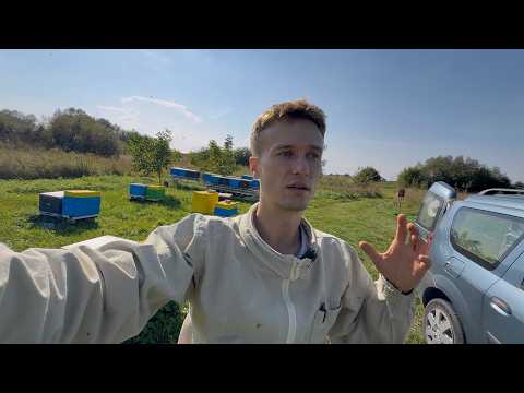 Видео: Кліща ВАРРОА в 2025 дуже багато! Зробіть це щоб не втратити пасіку!