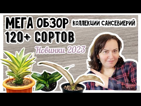 Видео: Полный обзор коллекции сансевиерий с названиями. Редкие сорта и новинки 2023 года