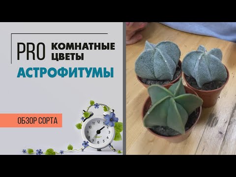 Видео: Астрофитумы - кактусы без колючек | Лысые кактусы или чудо природы?