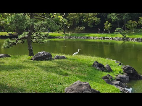 Видео: ТОКИО последний день в Японии / Tokyo last day in Japan, Oct.2023