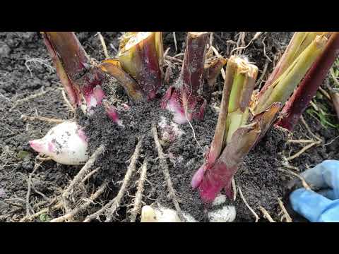 Видео: Канна, Гальтония. И никаких премудростей по укладке их на зиму.