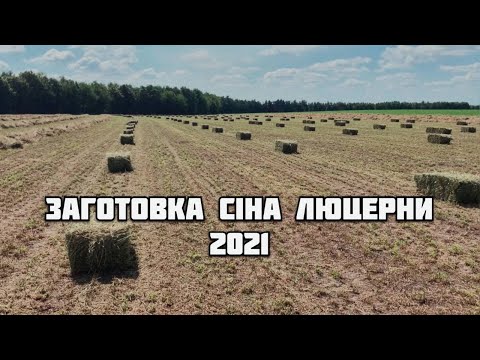 Видео: Збір врожаю сіна люцерни. Серпень 2021
