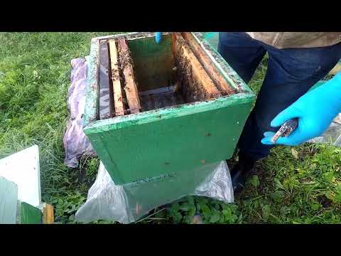 Видео: Не стандартное объединение семей осенью.