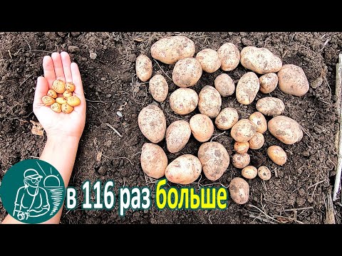 Видео: Сверхурожай из миниклубней 🥔 Посадка и выращивание картофеля 🌿 Опыт Гордеевых