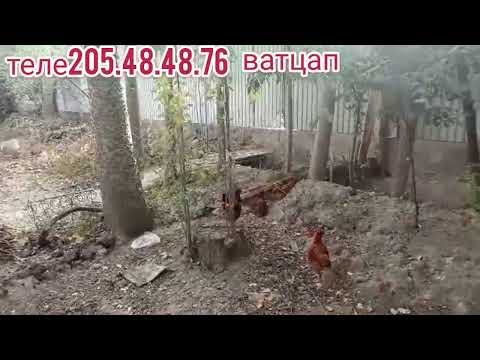 Видео: 250 дона  чучаи зоти тухми ламан бравн дар фуруш бо нархи арзон мархамат занг занед 