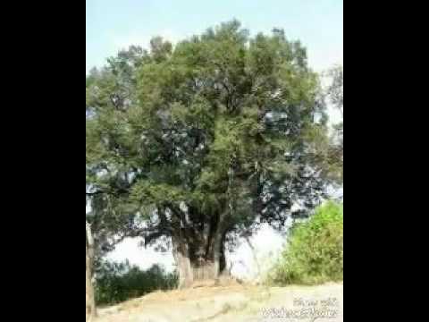 Видео: Худайбия сулхи 2..Абдуллох домла