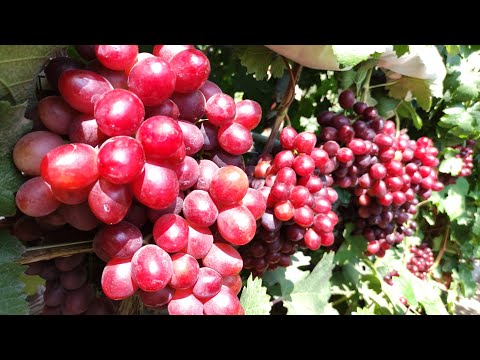 Видео: СУПЕР НОВИНКИ ОТ КАЛУГИНА!!! 🍇🍇🍇WhatsApp и Viber +79528500417, ТЕЛ. +79054033245.