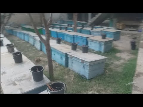 Видео: Занбурпарварон ин коро хатман бояд кунанд...