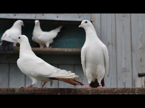 Видео: Бакинские бойные голуби летные качества и игра
