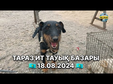 Видео: ТАУЫҚ ИТ БАЗАРЫ / ТАРАЗ 18.08.2024
