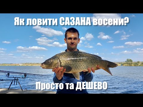 Видео: Як ловити САЗАНА восени? Дешевий і уловистий спосіб. Трофейна риболовля на річці Дністер 2023
