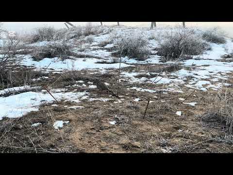 Видео: Охота на кеклика