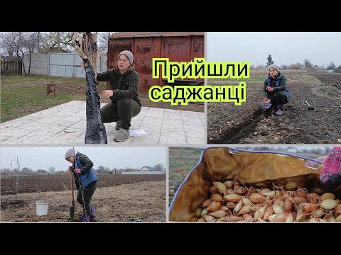 Видео: Закладаю свій сад біля хати.Листя на вишні опало, то саджаю цибулю 