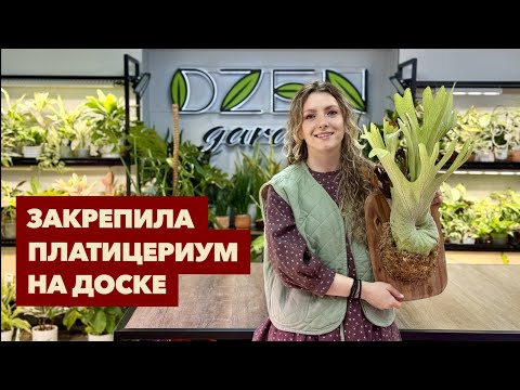Видео: Простой и классный способ закрепить Платицериум на доске