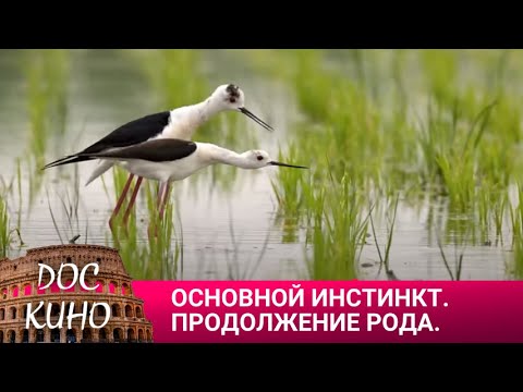 Видео: 🎭ОСНОВНОЙ ИНСТИНКТ. ПРОДОЛЖЕНИЕ РОДА  🌎 ДОКУМЕНТАЛЬНОЕ КИНО 🎆 2021