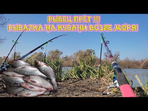 Видео: РЫБЕЦ ПРЁТ! Рыбалка на Кубани возле моря!