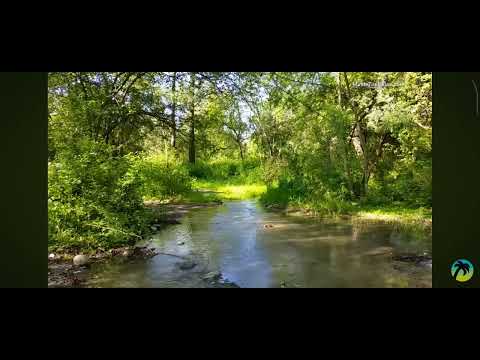 Видео: звуки природы пение птиц звуки леса для крепкого сна и релакса 4 часа 