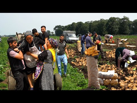Видео: Обильный Урожай Картофеля: Приготовили 100 Пирожки с Картошкой в Поле и Раздали Рабочим
