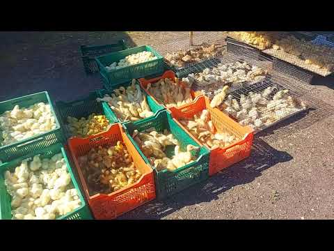 Видео: цены на птицу! новый вид уток!