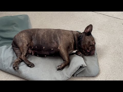 Видео: УВЕРЕННО сказку в доме на Юге с МАСЕЙ делаем БЫЛЬЮ // стенам в ВАННОЙ определил плоскости