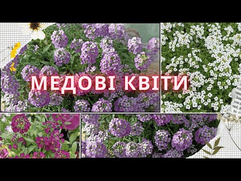 Видео: АЛІСУМ з насіння та живців, чи є різниця між ними? Сіємо алісум разом!