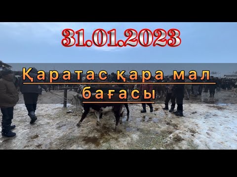 Видео: Қаратас малл базар. Сиыр, бұқа, бұзаулы сиыр бағалы