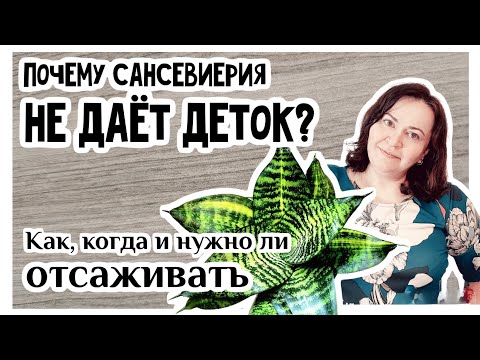 Видео: Пересадка.Как и когда отсаживать деток сансевиерии. Почему сансевиерия не даёт деток?