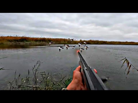 Видео: Охота на утку северную!Охота с подхода с собакой!