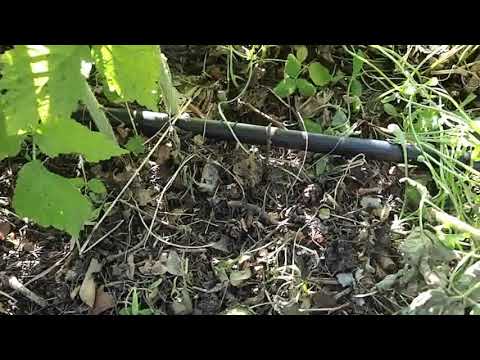 Видео: БІЗНЕС НА МАЛИНІ №4  МУЛЬЧА ДЛЯ МАЛИНИ