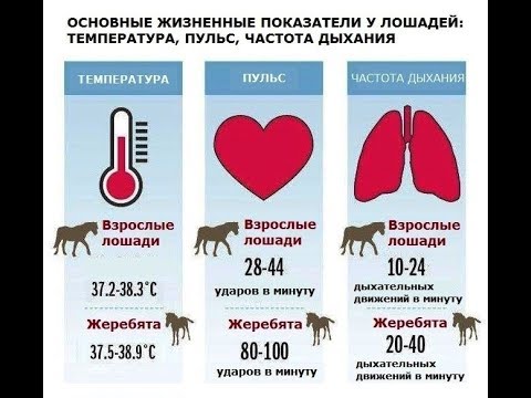 Видео: Часть 2 : как понять, что у лошади колики, диагностика в условиях конюшни и прогноз