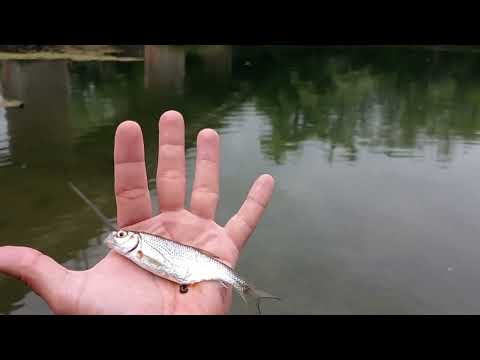 Видео: Рибалка на р. Лімниця. (6 видів риб)