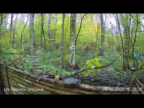Видео: 🍂ОКТЯБРЬ в ЛЕСУ онлайн #Relaxing #природа #звуки леса #птицы #погода🍁