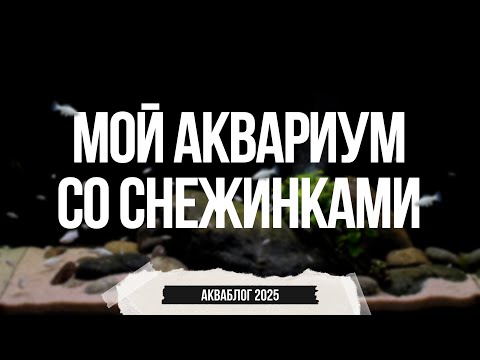 Видео: Мой аквариум со снежинками. Часть 1