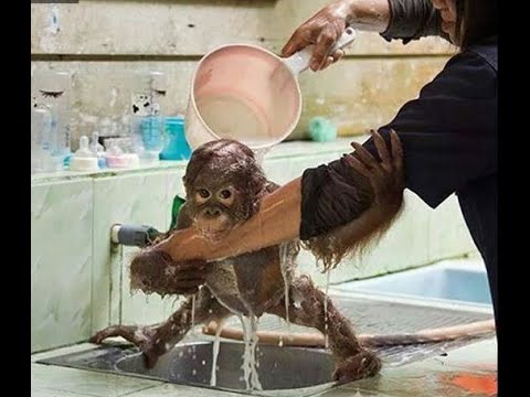 Видео: 🐕 Смешные видео с животными для отличного настроения! 🐈 Улыбнитесь! 😺