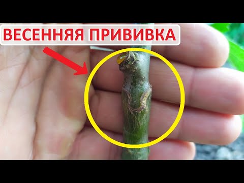 Видео: Весенняя прививка яблонь. Результаты прививки, снятие пленки и обрезка