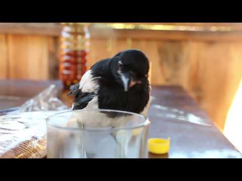 Видео: Сорока ручная домашняя 0-1 месяц. Часть 1. Выкармливание