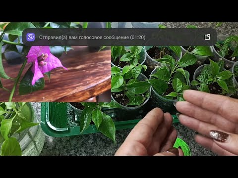 Видео: Ответ на комментарий. Результат черенкования бугенвиллии 🌺 колеусов🌺