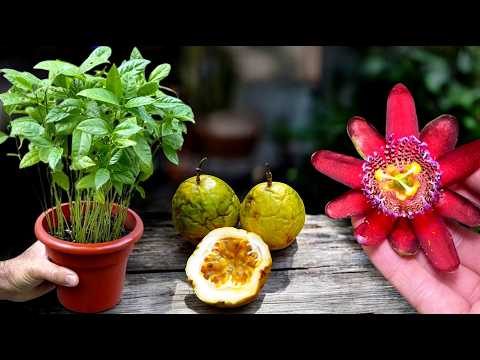 Видео: Как вырастить маракуйю дома: из фруктов, купленных на рынке