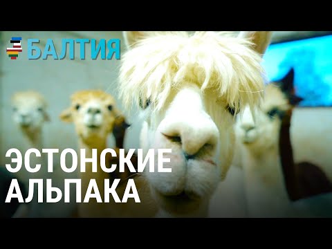 Видео: Как стать главным в стаде альпака | БАЛТИЯ