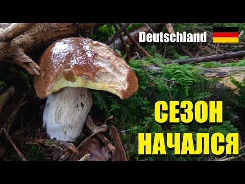 Видео: КРАСАВЦЫ БЕЛЫЕ ГРИБЫ, маслята и другие! Сезон благородных в Германии начался в начале сентября