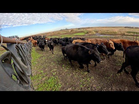 Видео: Коровы вернулись домой!!