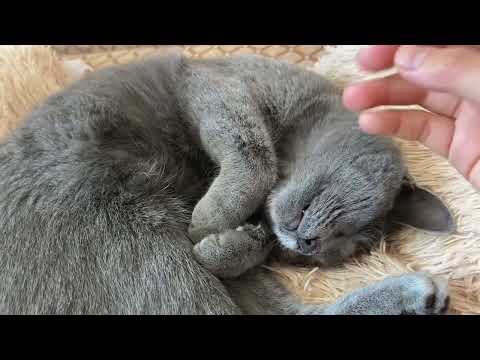 Видео: АСМР||Кошка Мия||🐈‍⬛мурлыканье кошки🐱|| близкий шепот||